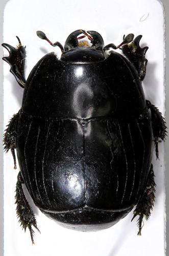 Pachylister inaequalis
